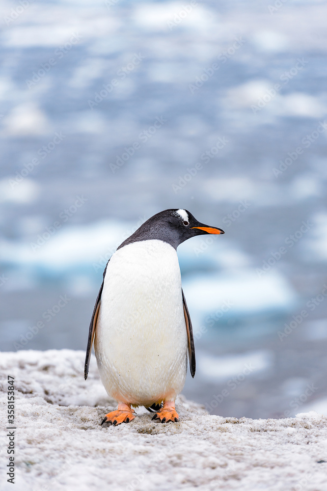 Fototapeta premium Fauna of Antarctica