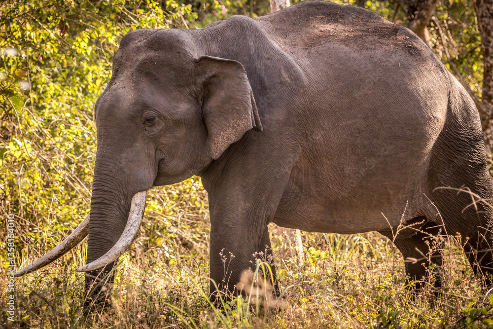 Fototapeta premium Asiatic elephant at the Bandipur tiger reserve.. playing around 