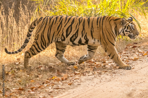 Female Tiger with ferocious look at Bandhavgarh National Park walking in its territory
 photo