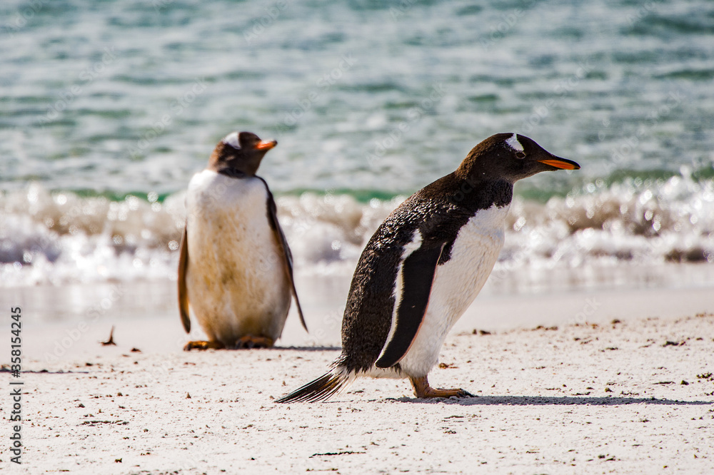 Obraz premium Gentoo penguin portrait on the Falkland Island