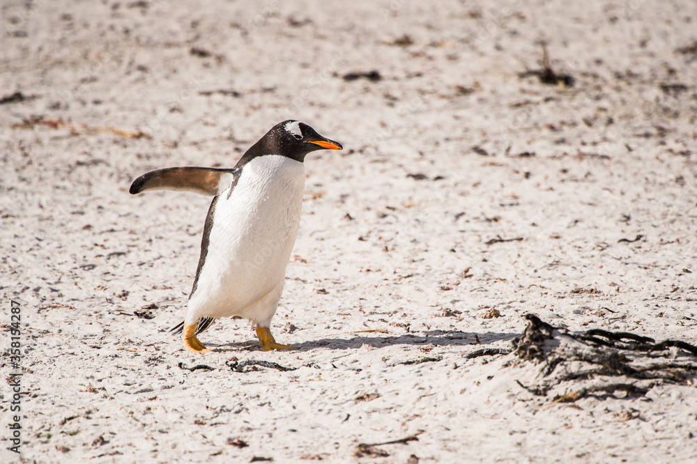 Naklejka premium Gentoo penguin portrait on the Falkland Island