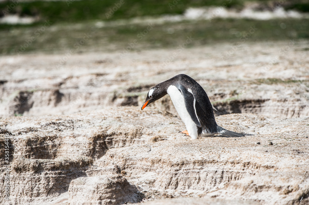 Fototapeta premium Close up of a gentoo penguin in Antarctica