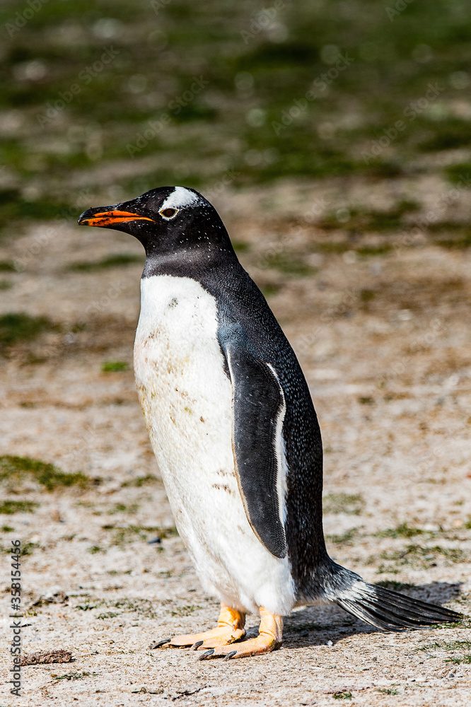 Fototapeta premium Close up of a gentoo penguin in Antarctica