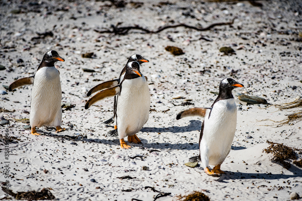 Fototapeta premium Gentoo penguins in Antarctica