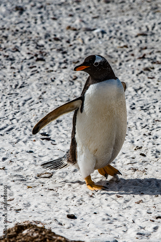 Fototapeta premium Close view of a gentoo penguin