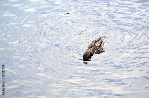 Wild ducks on beautiful water