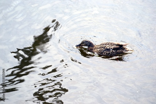 Wild ducks on beautiful water