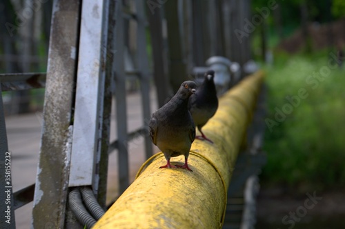 Park pigeons on a hot day