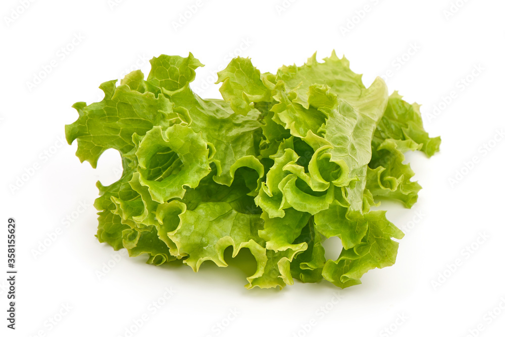 Lettuce Salad leaf, isolated on white background Lettuce Salad leaf, isolated on white background