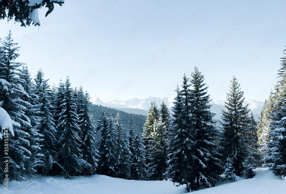 Fototapeta premium snow covered trees