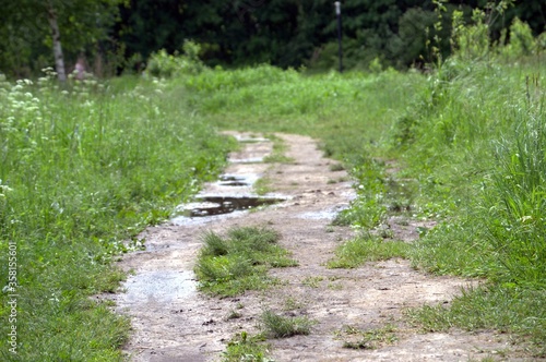 Forest path оn a Sunny day