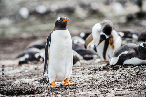 Beautiful gentoo penguin in Antarctica