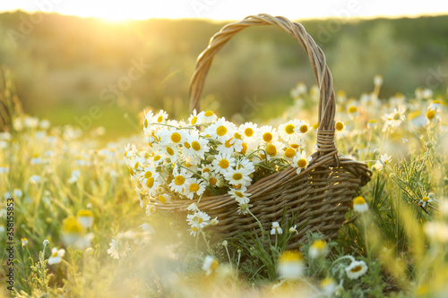 Wicker basket with beautiful chamomiles in meadow on sunny day