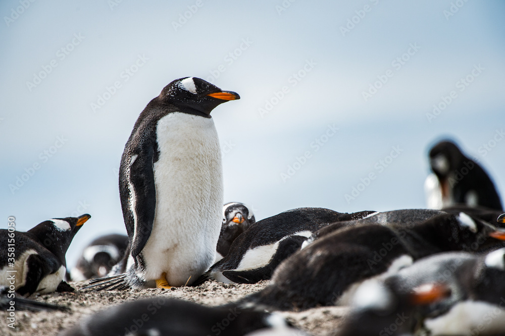 Fototapeta premium Little gentoo penguin in Antarctica
