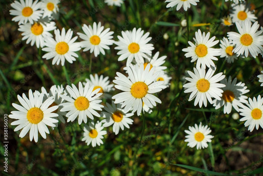 White daisies close-up on a camomile meadow White daisies close-up on a camomile meadow