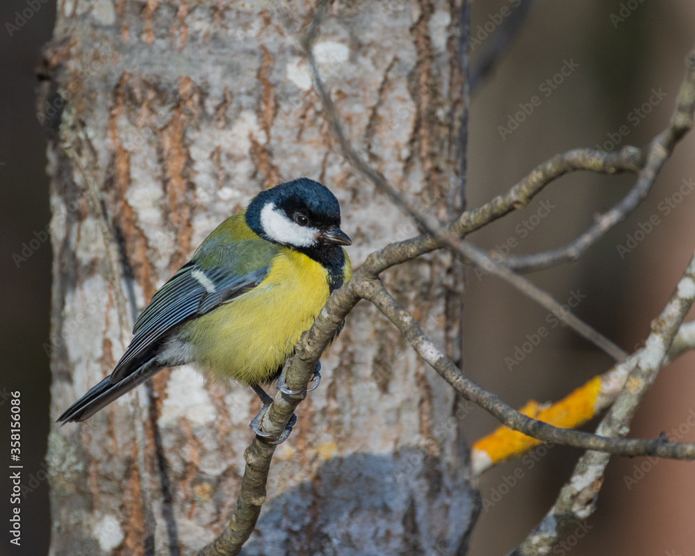 Naklejka premium Close-up of great tit (parus major)