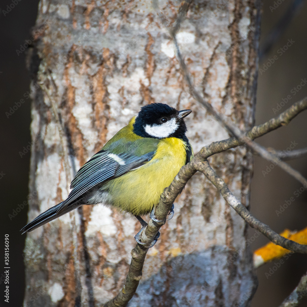 Close-up of great tit (parus major) Close-up of great tit (parus major)