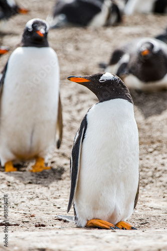 Beautiful penguin on the sand on the Falkland Islands