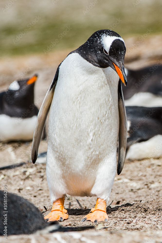 Fototapeta premium Beautiful penguin on the sand on the Falkland Islands