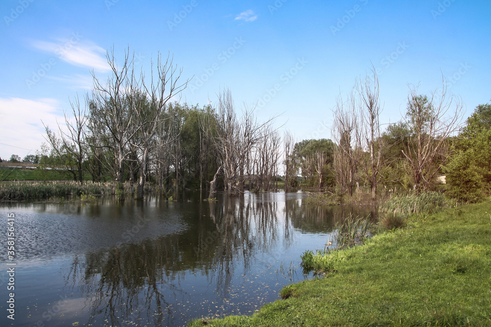 Dry trees in the water against the backdrop of nature. A terrible land where plants die. Stock photo for design