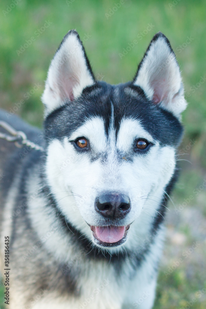 Portrait of a dog husky breed outdoors