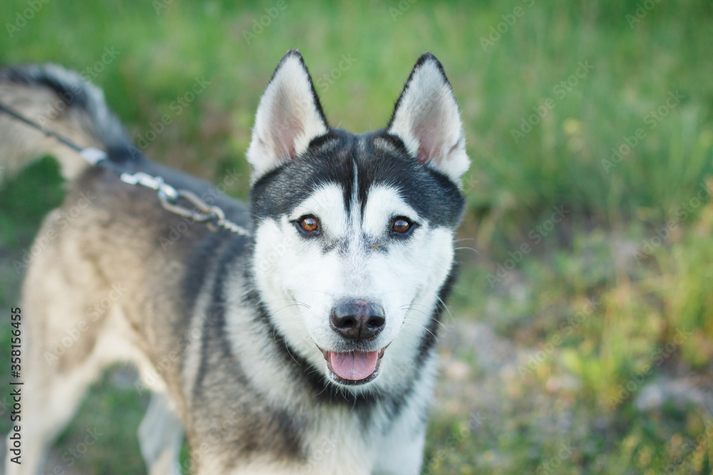 Portrait of a dog husky breed outdoors