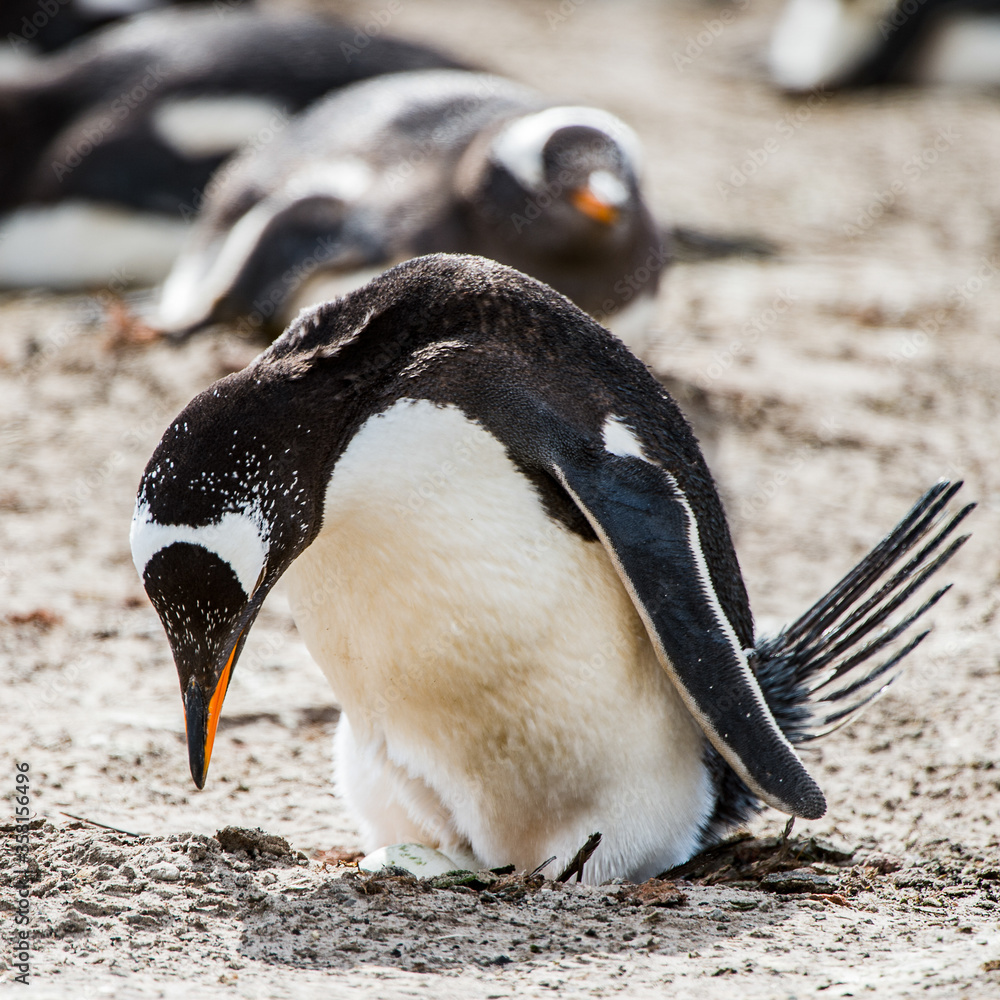 Naklejka premium Little penguin on the sand