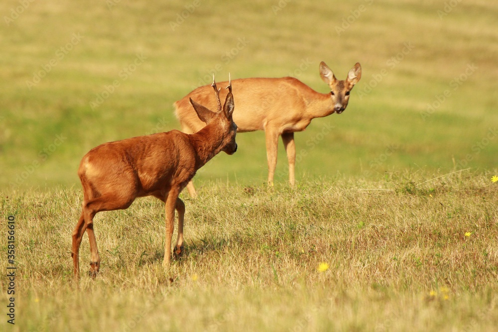 Male and female roe buck looking at each other on summer meadow. Capreolus capreolus. Male and female roe buck looking at each other on summer meadow. Capreolus capreolus.