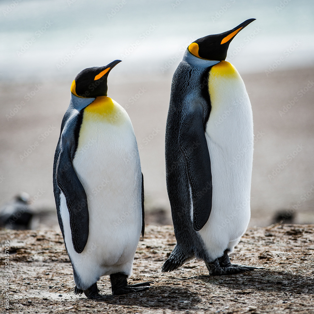 Fototapeta premium Couple of the King penguins in Antarctica