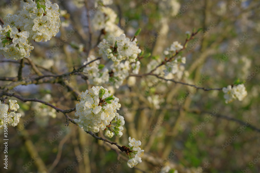 Spring blooming cherry twigs with white flowers and green leaves against blurry background of cherry tree
