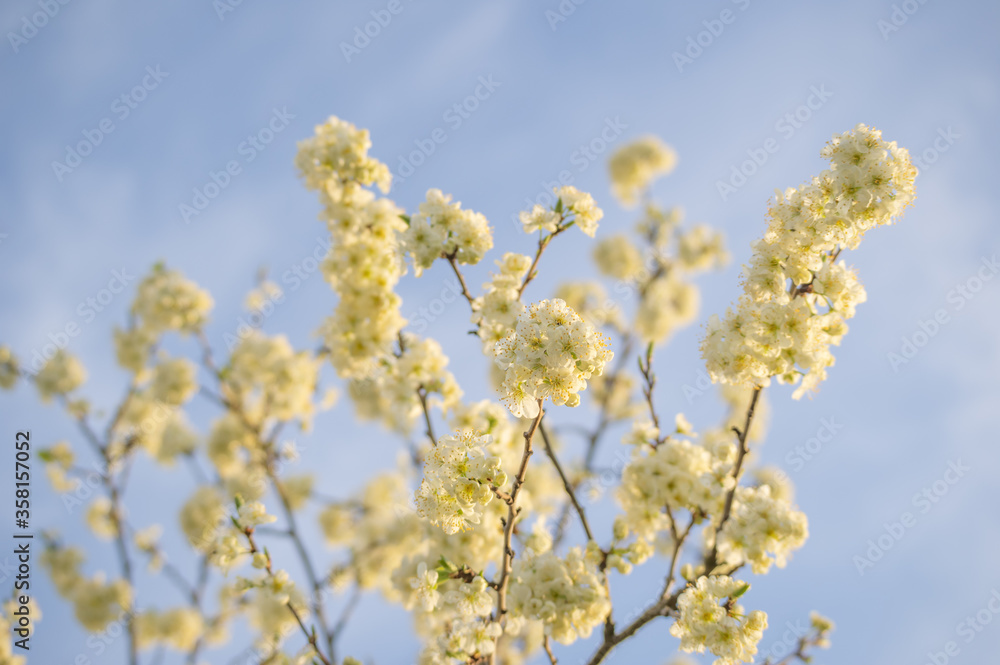 Bright spring blooming cherry twigs with white flowers against clear blue sky Bright spring blooming cherry twigs with white flowers against clear blue sky