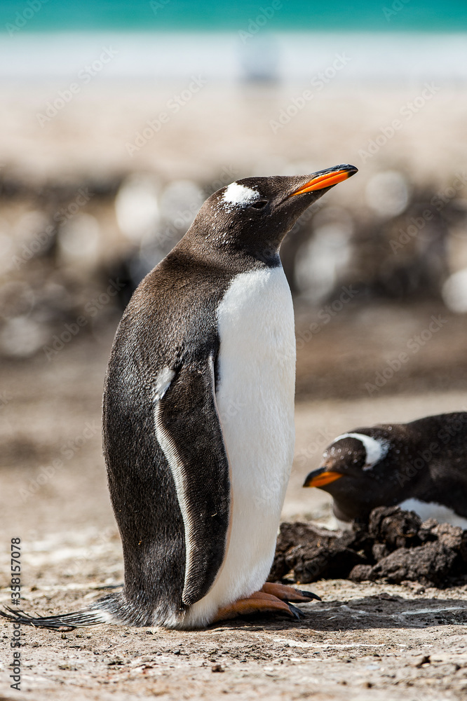 Naklejka premium Portrait of a little gentoo penguin in Antarctica