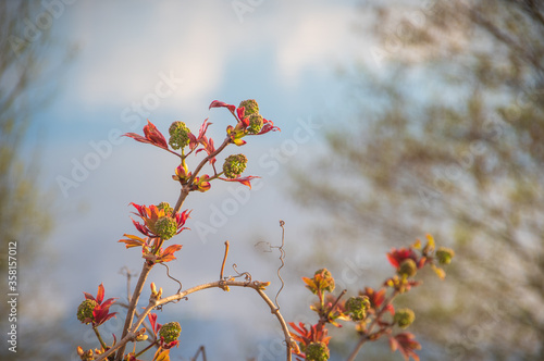 Close-up of virginia creeper twigs with young red leaves and flower buds against the blue blurry background on sunny spring day 