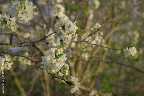 Spring blooming cherry twigs with white flowers and green leaves against blurry background of cherry tree  © Ilga
