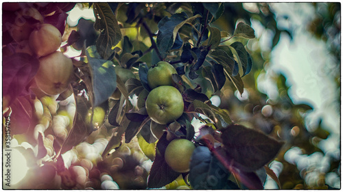 olive oil and olives