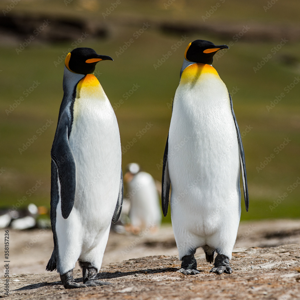 Fototapeta premium King penguins, Falkland Islands, Antarctica