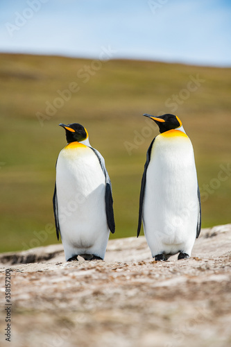 King penguins, Falkland Islands, Antarctica