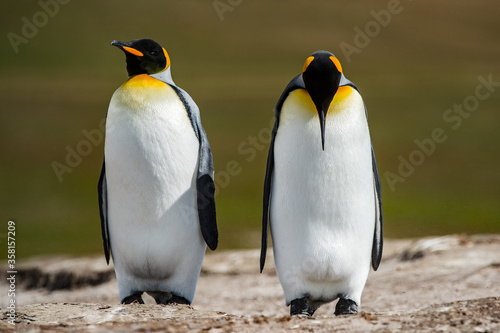 King penguins  Falkland Islands  Antarctica