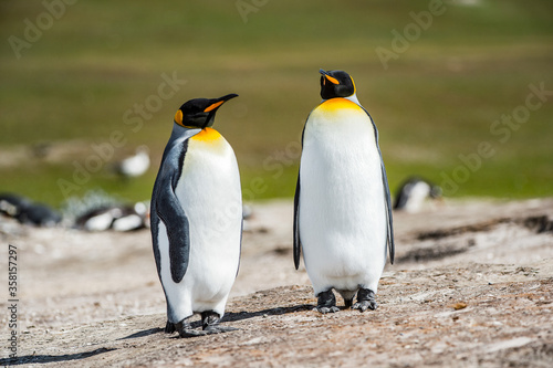 King penguins  Falkland Islands  Antarctica