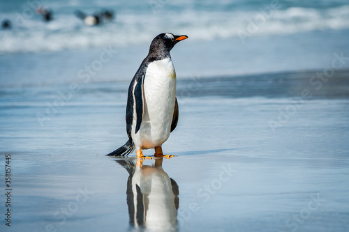 Little cute gentoo penguin and its reflection in the water