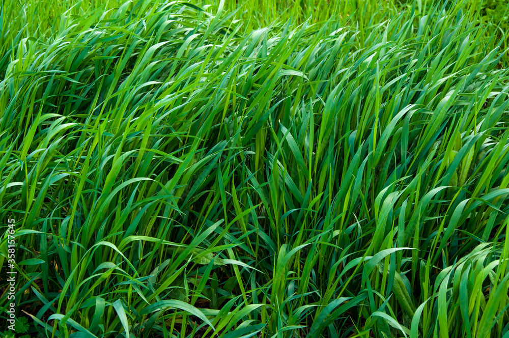 Fototapeta premium Tall bright lush green grass. Grass texture