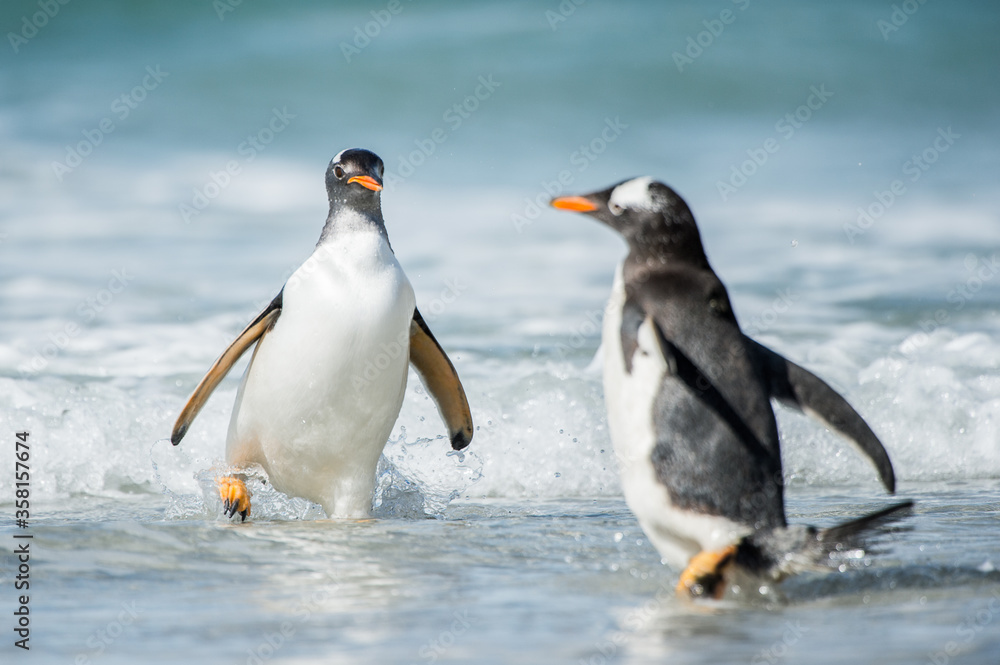 Naklejka premium Cute little gentoo penguin neat the ocean water in Antarctica