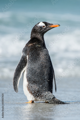 Fototapeta Cute little gentoo penguin neat the ocean water in Antarctica
