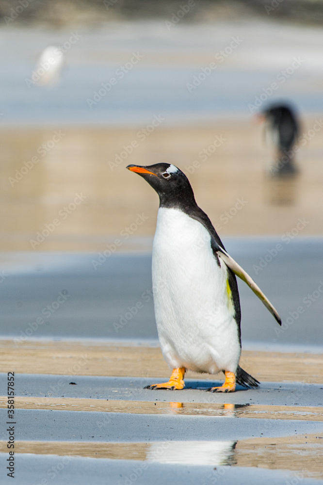 Naklejka premium Profile of a gentoo penguin in Antarctica