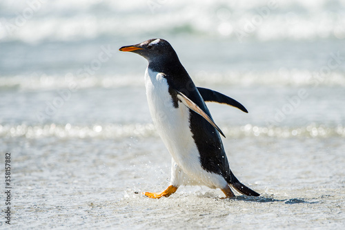 Profile of a gentoo penguin in Antarctica