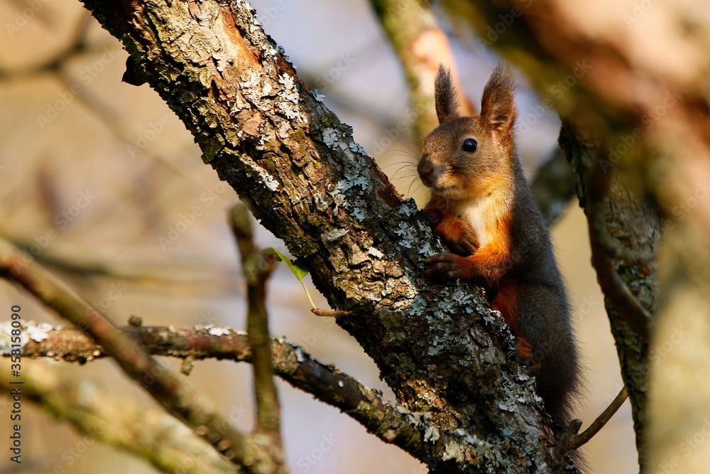 Fototapeta premium Curious squirrel sitting on tree in deep forest. Sciurus vulgaris.