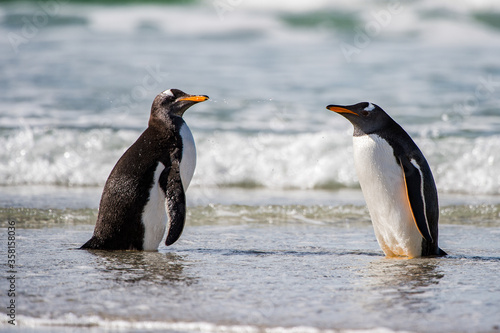 Cute gentoo penguin playing in the water