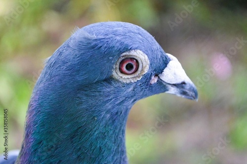 close up of a blue bird. big gray dove.