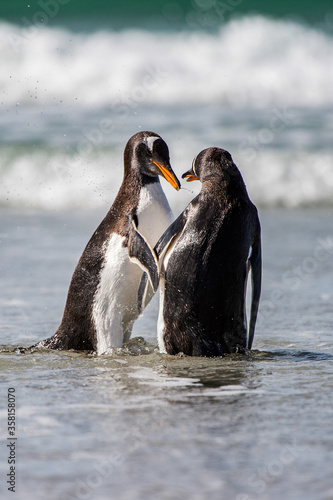 Cute gentoo penguin playing in the water