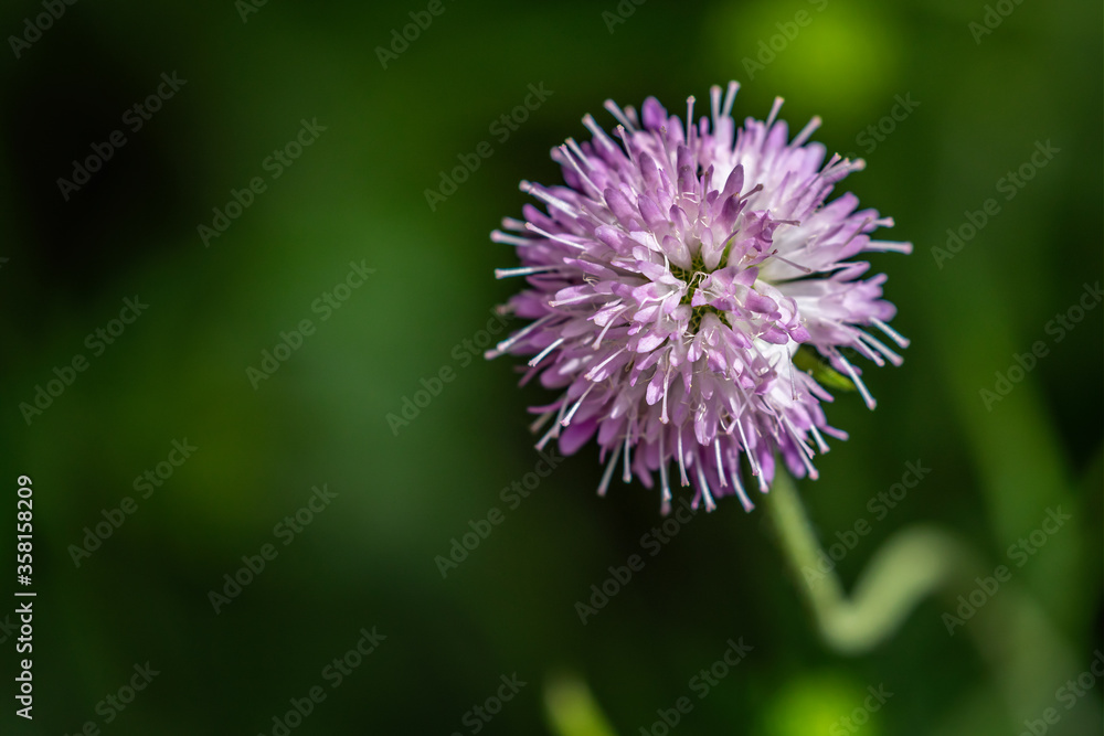 Close up of purple Knautia macedonica flower head Close up of purple Knautia macedonica flower head